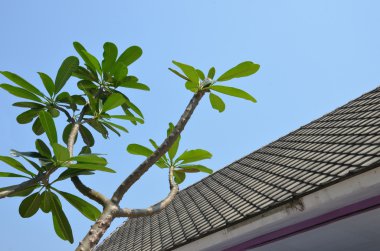 ağaçlar ve çatılar.