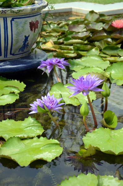 Lotus — Stock Photo, Image