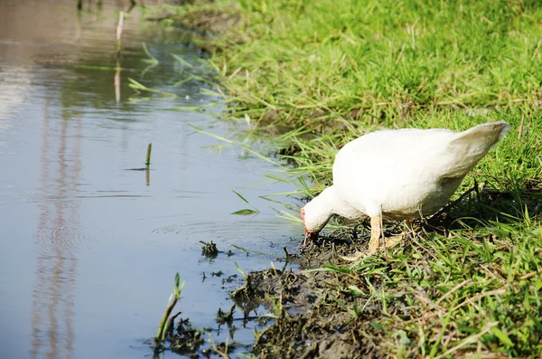 Pato. — Fotografia de Stock