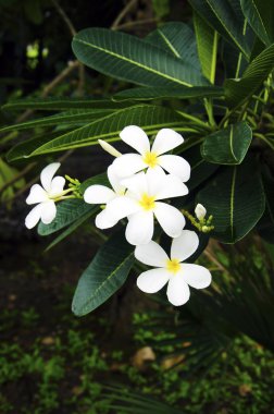 Plumeria beyaz