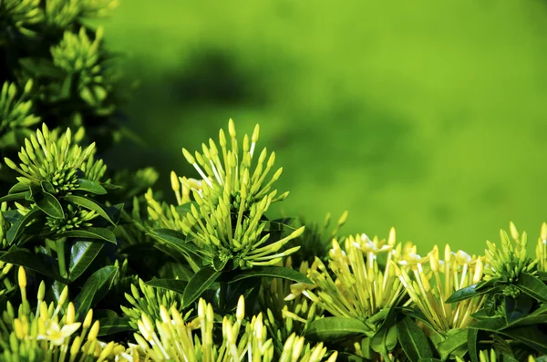 Flores verdes — Foto de Stock