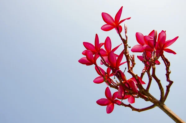 Pinkki frangipani — kuvapankkivalokuva