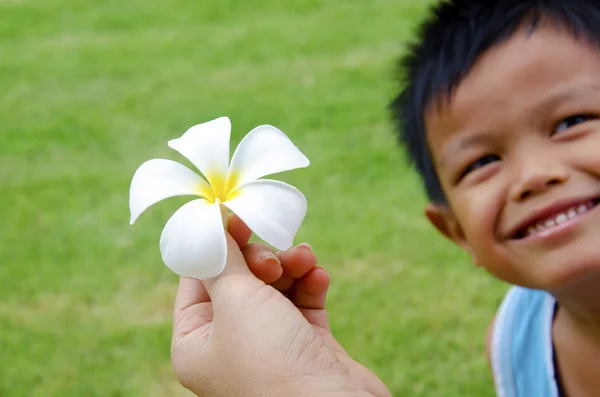 雞蛋花 — 图库照片