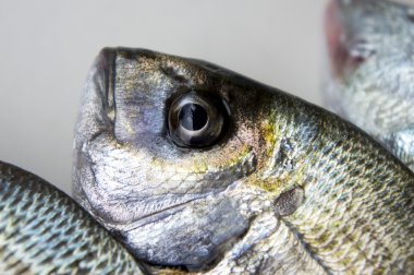 Stüdyo ışıkları altında taze balık