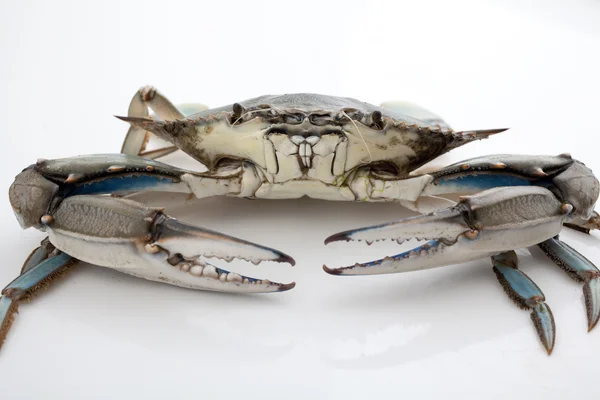 Blauwe krab op witte achtergrond — Stockfoto