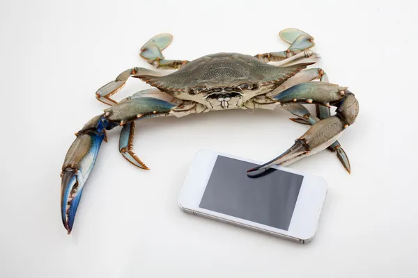 Блакитний краб тримає мобільний телефон — стокове фото