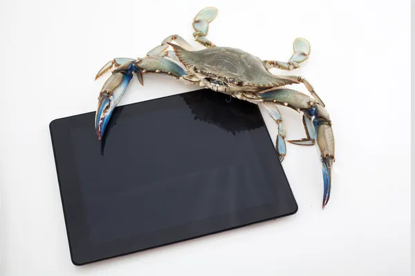 Crabe bleu tenant comprimé — Photo