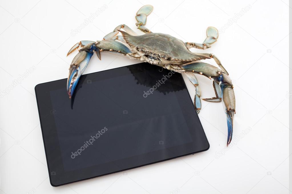 Blue crab holding tablet
