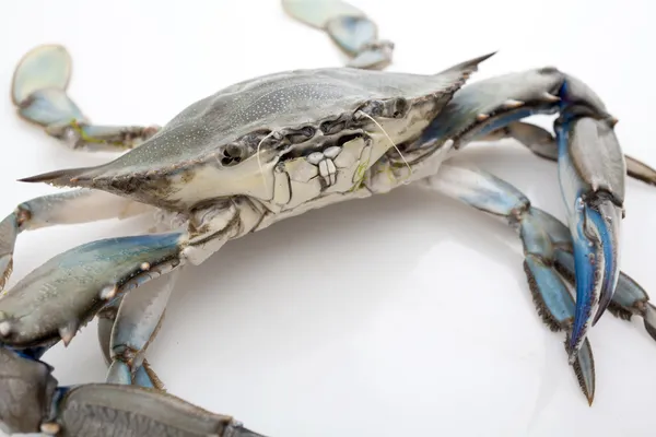 Crabe bleu sur fond blanc — Photo