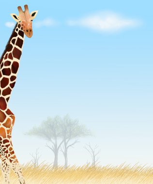 Zürafa kartpostal ve kağıt Not