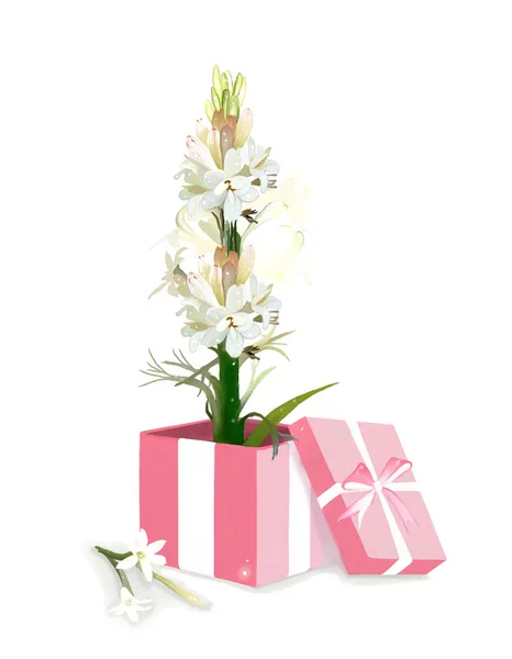 Tuberose Flower in Gift Box — Stock Photo, Image