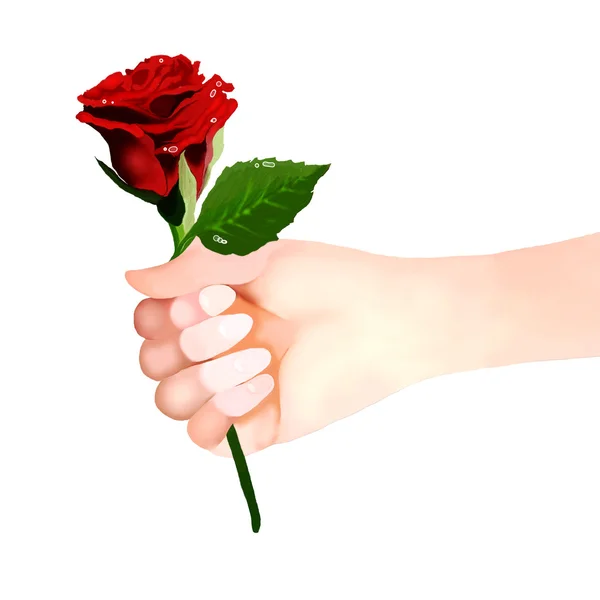 Sosteniendo hermosa rosa roja —  Fotos de Stock
