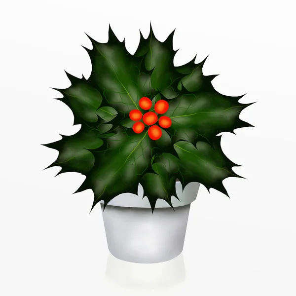 A Christmas Holly Tree in White Pot — Stock Photo, Image