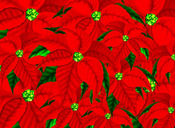 Poinsettia bloemen patroon achtergrond voor Kerstmis. — Stockfoto