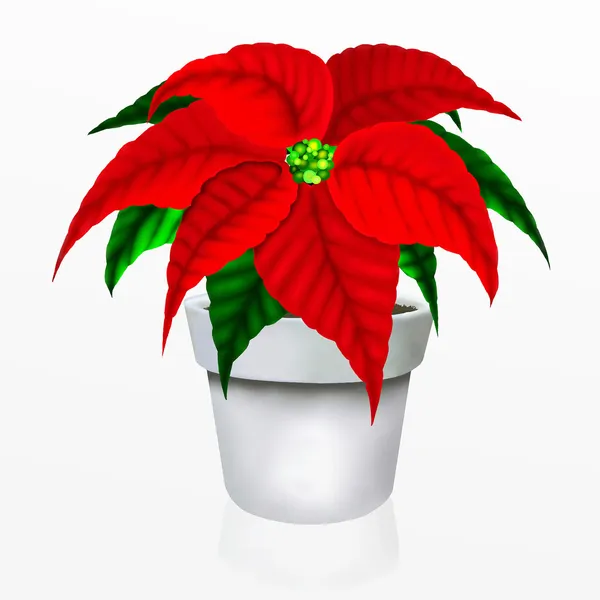 Christmas Poinsettia Flower in White Pot — Stock Photo, Image