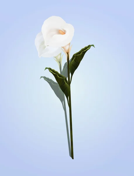 En vackert perfekt vita kallor liljan blomma, på en härlig blå bakgrund. — Stockfoto