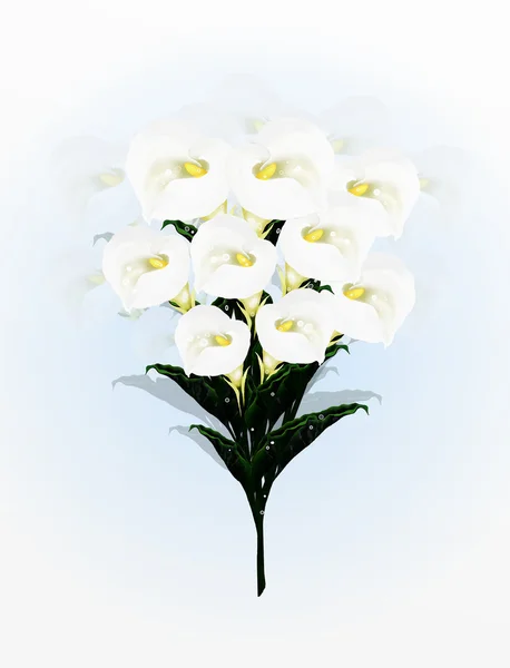 Ένα όμορφα calla κρίνοι λουλούδι στην ανθοδέσμη, μια απλή και κομψή ανθοδέσμη σε μπλε φόντο φως — Φωτογραφία Αρχείου