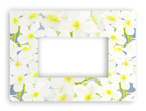 Um quadro horizontal bonito de Plumeria Frangipanis — Fotografia de Stock