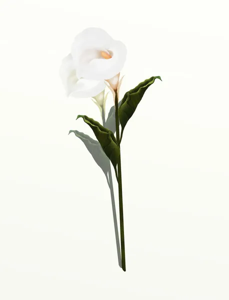 Featured image of post How To Draw A Calla Lily - How to diy paper calla lily flower, free template.