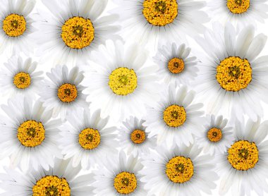 tam çiçeği arka planda taze papatya çiçeği