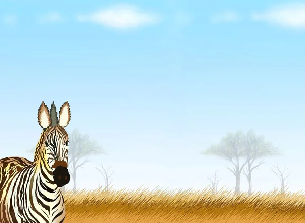Postcard and Note Paper of A Zebra in Safari — Stock Photo, Image