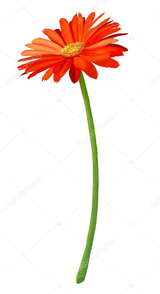 新鮮なオレンジのガーベラの花満開 ストック写真 C Iamnee 新鮮なオレンジのガーベラの花満開 ストック写真 C Iamnee