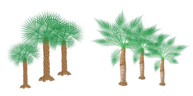 izometrik palmiye ağaçları beyaz arka plan üzerinde gösterimi