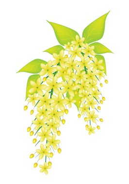 Beautiful Cassia Fistula Flower Isolated on White Background clipart