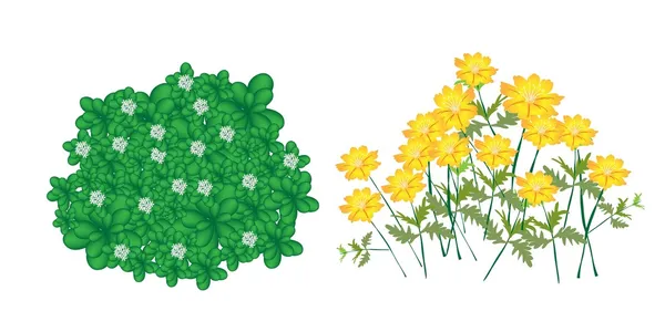Иллюстрация жасминовых растений и цветов космоса — стоковый вектор