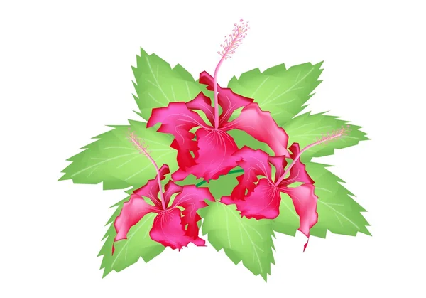 Μια ομάδα φρέσκο κόκκινο hibiscus τα λουλούδια — Διανυσματικό Αρχείο