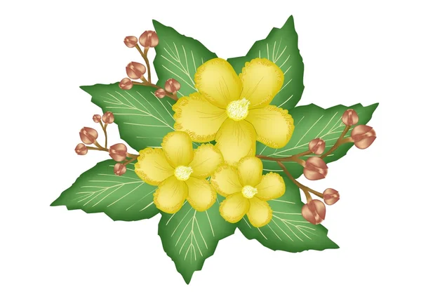 Un gruppo di fiori freschi gialli semplici — Vettoriale Stock