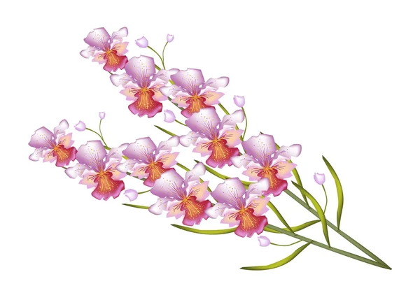 Beautiful Vanda Orchid Isolated on White Background — Stock Vector
