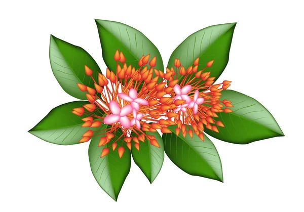 Un grupo de flores rojas frescas de Ixora — Archivo Imágenes Vectoriales