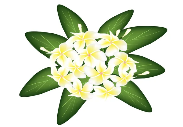 Eine Gruppe weißer Schönheitsplumeria frangipanis — Stockvektor