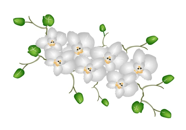 Beyaz arka plan üzerinde izole güzel ay orkide — Stok Vektör