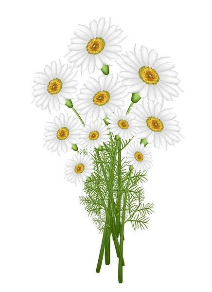 A Lovely Fresh Chamomile Bouquet in White Background — Stock Vector