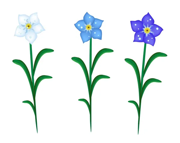Tres no me olvidan flores sobre fondo blanco — Vector de stock