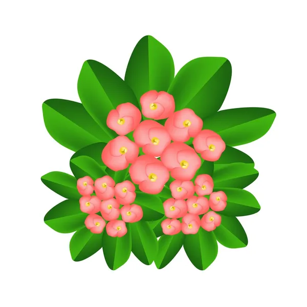 Un grupo de flores frescas de corona de espinas — Vector de stock