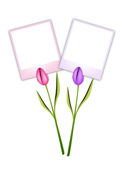 Dos hermosas flores de tulipán con fotos en blanco — Vector de stock