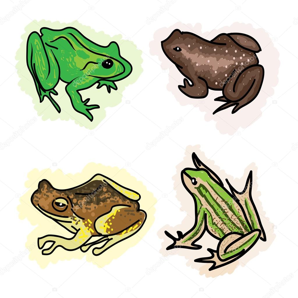 An Illustration Four Different Type of Frogs
