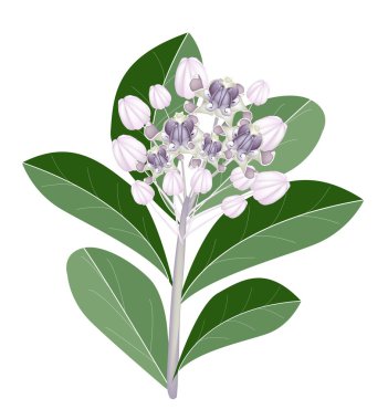 taze calotropis kızgözü çiçek grubu