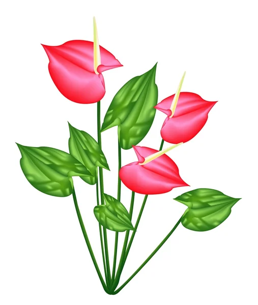 Verse rode anthurium bloemen of flamingo lily — Stockvector