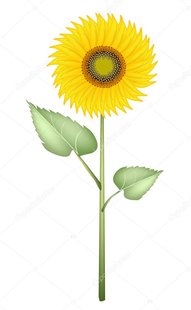 An Elegant Perfect Sunflower on White Background