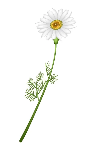 A Lovely Fresh Chamomile Flower in White Background — Stock Vector