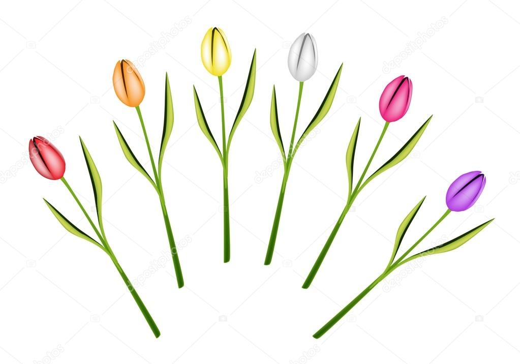 Set of Fresh Tulip Flowers on White Background