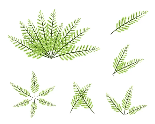 A Set of Green Fern on White Background — Stock Photo, Image