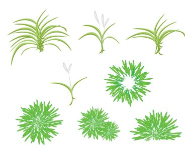 izometrik ağaç dracaena bitki ayarla