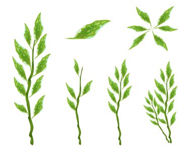 pedilanthus tithymaloides dizi beyaz zemin üzerine bırakır.