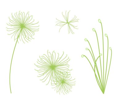 Beyaz arka plan üzerinde Cyperus papirüs bitki ayarla