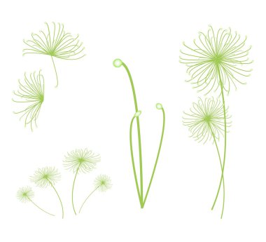 cyperus papirüs bitki beyaz zemin üzerinde bir dizi